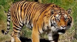 Harimau | Foto: Ist.