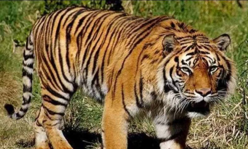 Harimau | Foto: Ist.