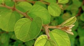 Daun Bidara | Foto: Ist.