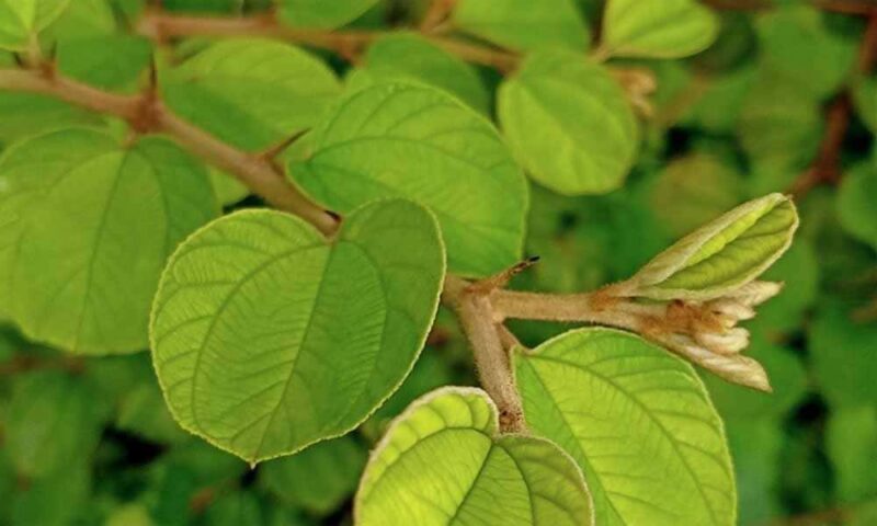 Daun Bidara | Foto: Ist.