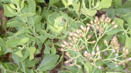 Daun Beluntas | Foto: Ist.