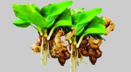 Ilustrasi | Foto: Ist.