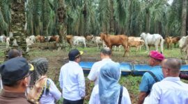 Peternakan Sapi Terintegrasi di Lampung Utara | Foto: Ist.