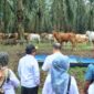 Peternakan Sapi Terintegrasi di Lampung Utara | Foto: Ist.