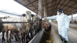 Pj Gubernur Lampung Samsudin Tinjau Vaksinasi Massal PMK Hewan Ternak di Lampung Tengah | Foto: Ist.