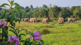 Gajah Sumatera di kawasan Taman Nasional Way Kambas | Foto: Ist.