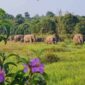 Gajah Sumatera di kawasan Taman Nasional Way Kambas | Foto: Ist.