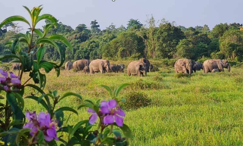 Gajah Sumatera di kawasan Taman Nasional Way Kambas | Foto: Ist.