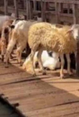 Iduladha 1447 H, Penjualan Hewan Kurban Asal Lampung Meningkat